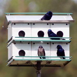 bird feeder maintenance